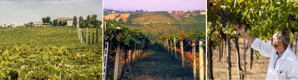 vinice Illuminati vini Abruzzo